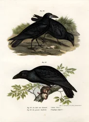 Grand Corbeau, 1864